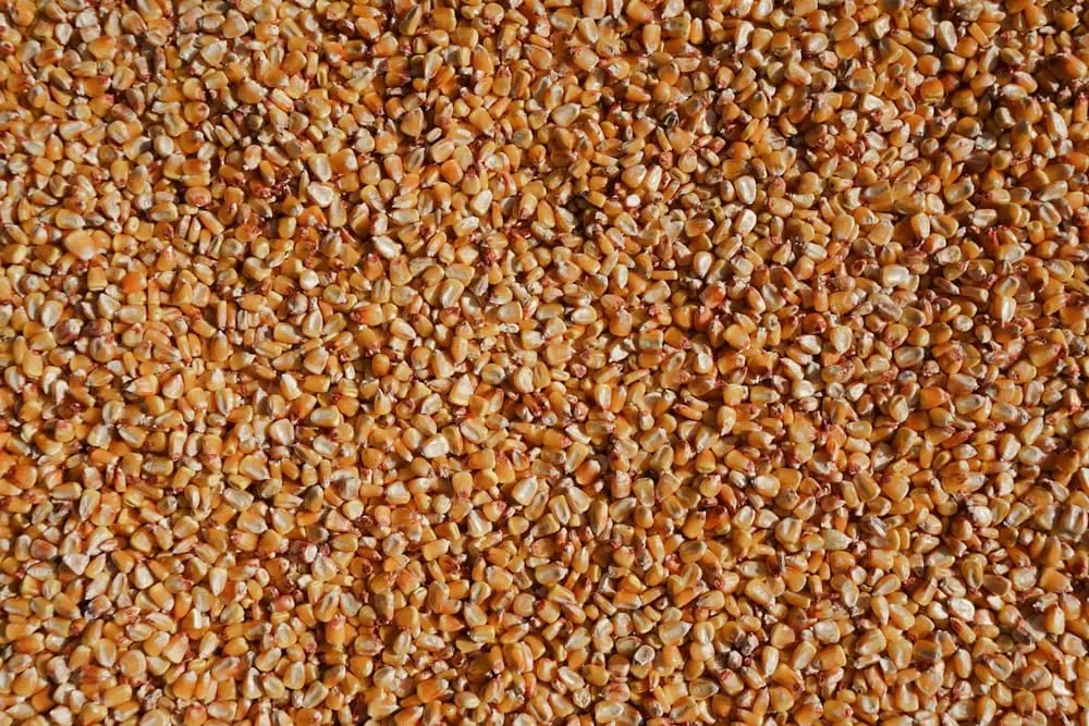 Grain de maïs doré