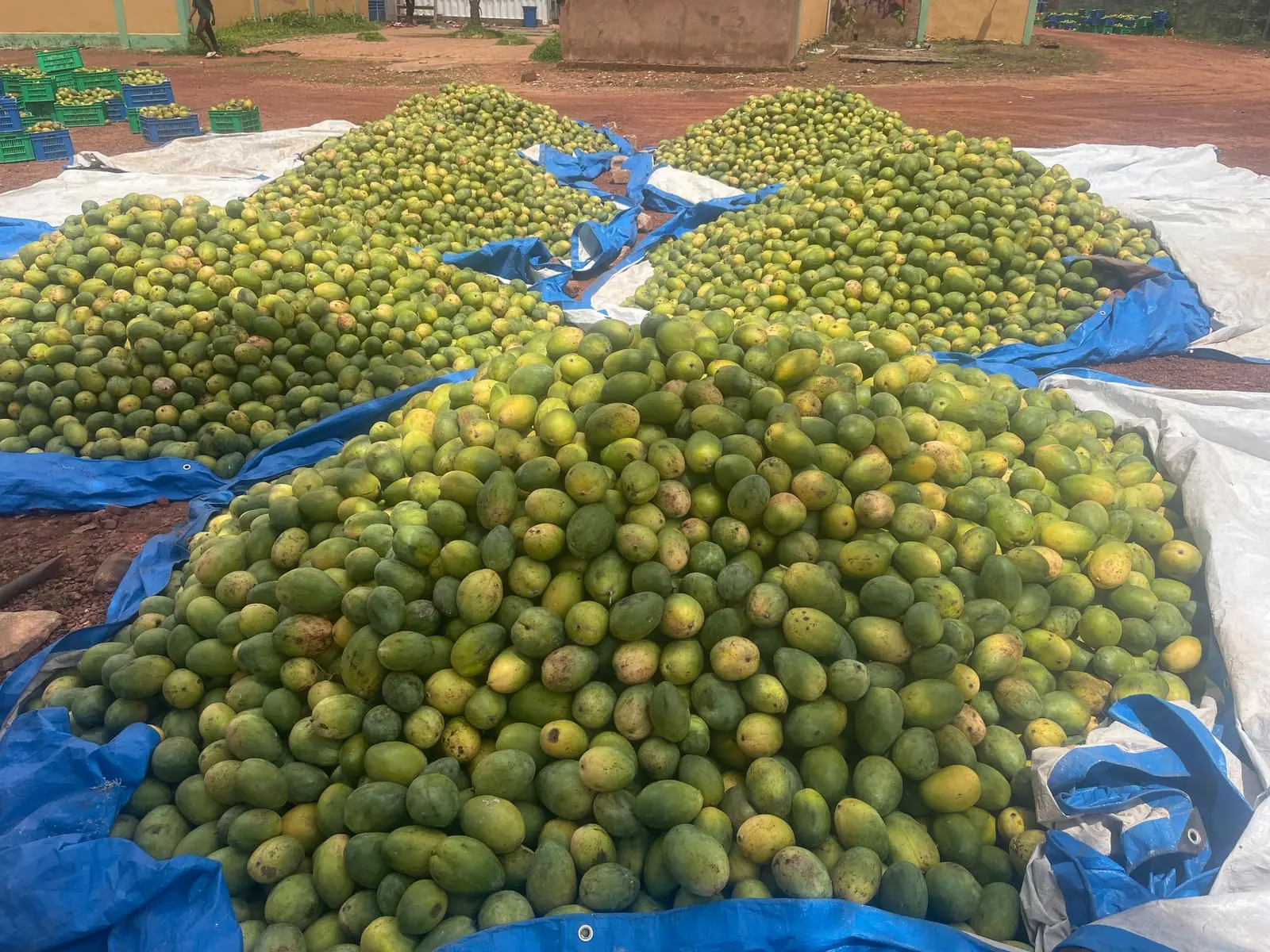 Mangues fraîchement récoltées dans une cour de transformation ouest-africaine — image d’illustration, et non la photographie d’une installation réalisée