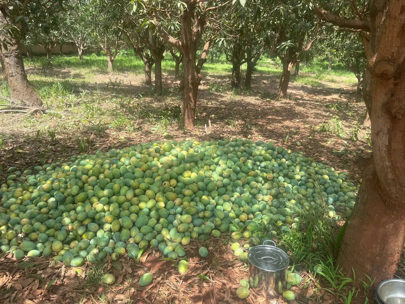 Le pic de récolte : plus de fruit tombé que la filière ne peut absorber.
