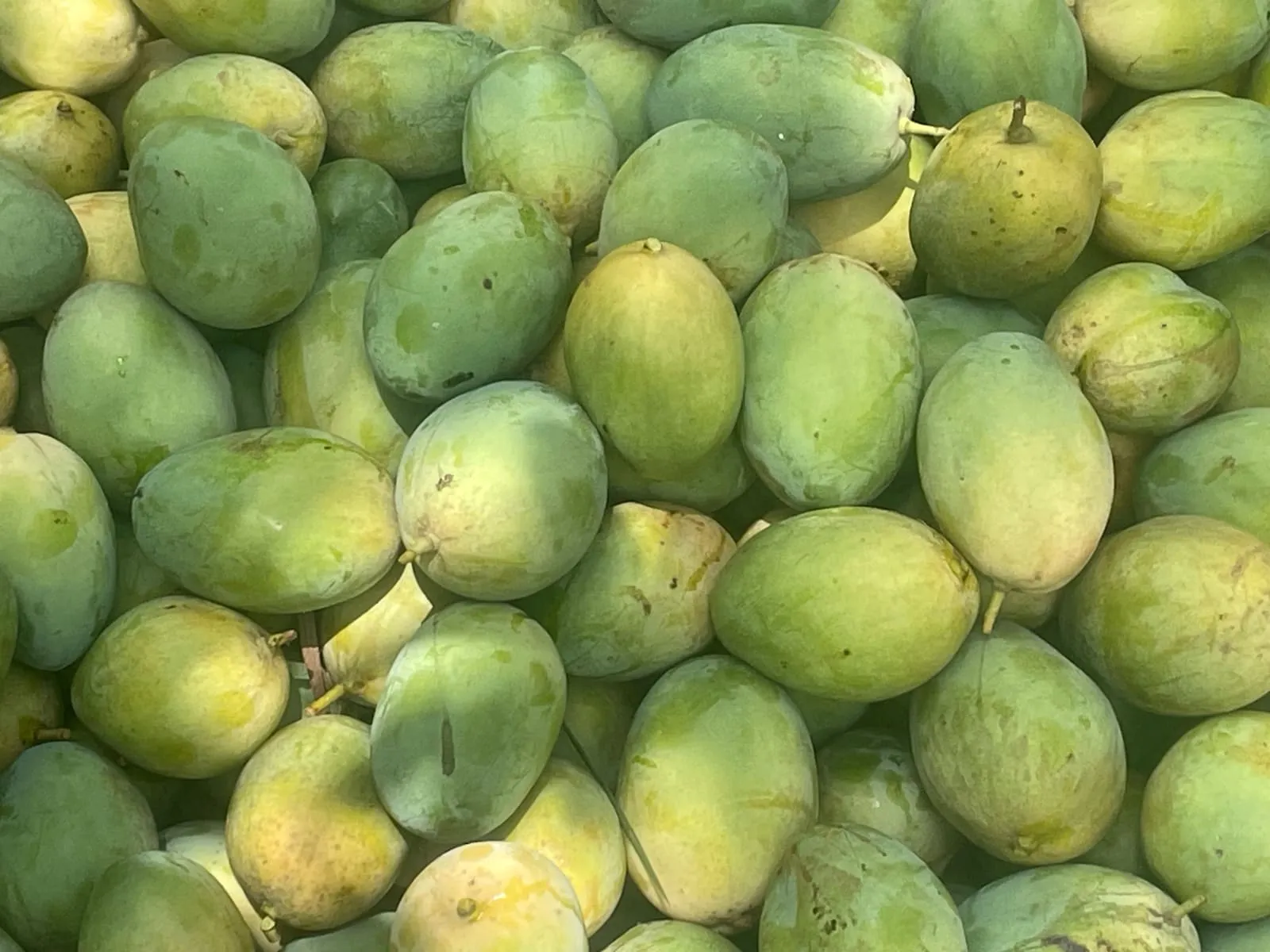 Mangues d’Afrique de l’Ouest fraîches prêtes à sécher